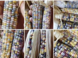 Entidade está criando maior banco de sementes crioulas do país. Foto - Agro Indígena Nacional - Divulgação