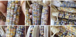 Entidade está criando maior banco de sementes crioulas do país. Foto - Agro Indígena Nacional - Divulgação