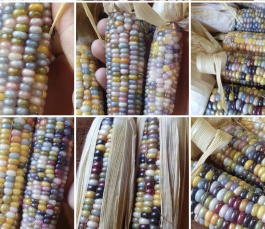Entidade está criando maior banco de sementes crioulas do país. Foto - Agro Indígena Nacional - Divulgação