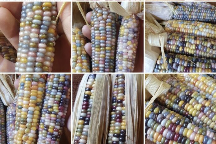 Entidade está criando maior banco de sementes crioulas do país. Foto - Agro Indígena Nacional - Divulgação