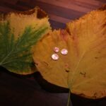 Folhas de olmo secas - Imagens - Pixabay