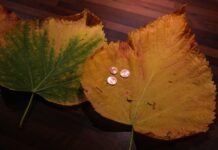 Folhas de olmo secas - Imagens - Pixabay