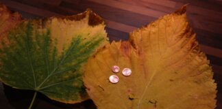 Folhas de olmo secas - Imagens - Pixabay