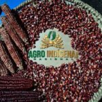 Sementes de milho que vão compor banco que está sendo organizado por entidade privada e indígenas. Fotos - Agro Indígena Nacional - Divulgação