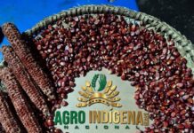 Sementes de milho que vão compor banco que está sendo organizado por entidade privada e indígenas. Fotos - Agro Indígena Nacional - Divulgação