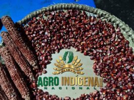 Sementes de milho que vão compor banco que está sendo organizado por entidade privada e indígenas. Fotos - Agro Indígena Nacional - Divulgação