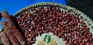 Sementes de milho que vão compor banco que está sendo organizado por entidade privada e indígenas. Fotos - Agro Indígena Nacional - Divulgação