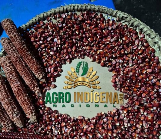 Sementes de milho que vão compor banco que está sendo organizado por entidade privada e indígenas. Fotos - Agro Indígena Nacional - Divulgação