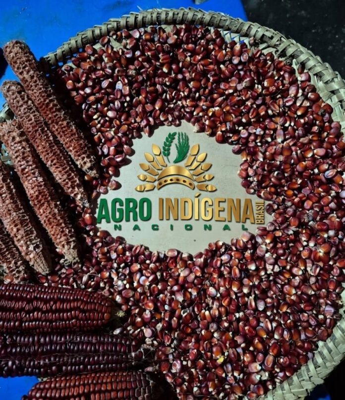 Sementes de milho que vão compor banco que está sendo organizado por entidade privada e indígenas. Fotos - Agro Indígena Nacional - Divulgação