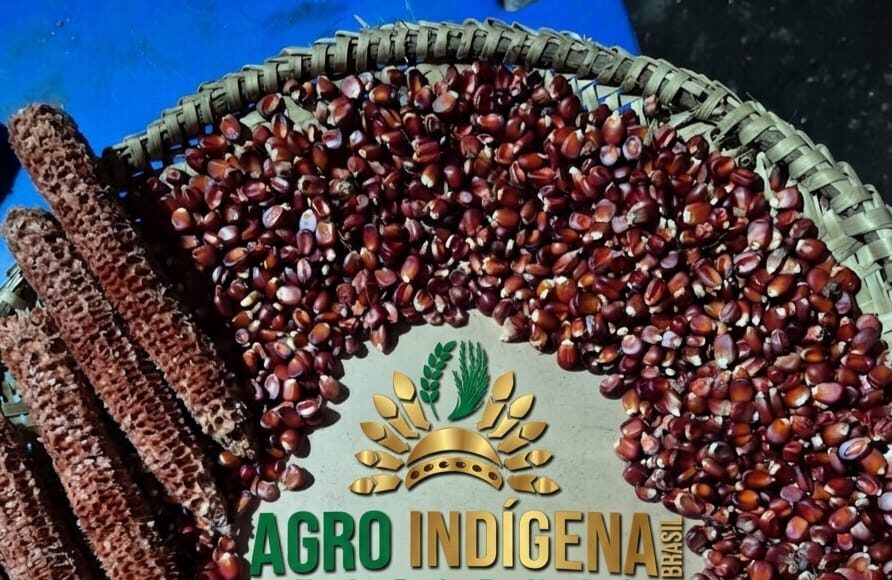 Sementes de milho que vão compor banco que está sendo organizado por entidade privada e indígenas. Fotos - Agro Indígena Nacional - Divulgação