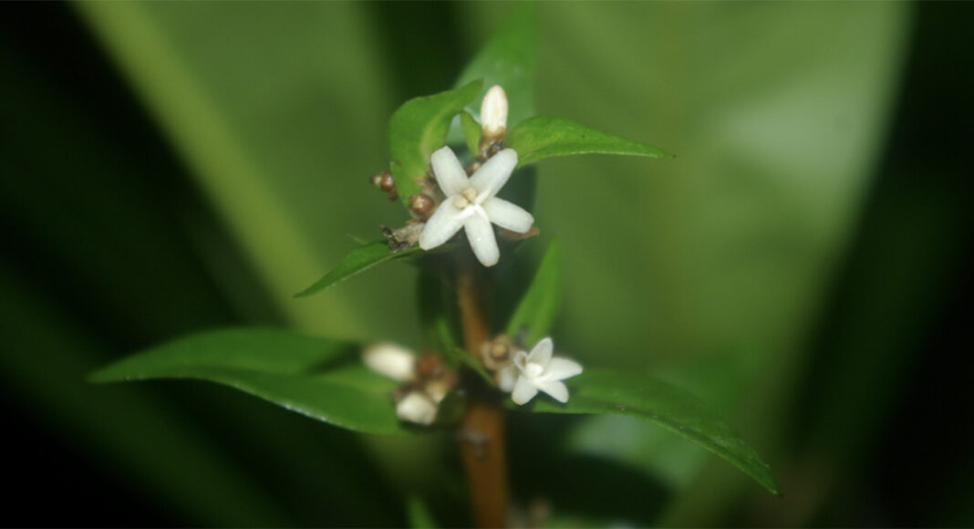 Nova espécie de planta é descoberta na Mata Atlântica A Conchocarpus piranii foi encontrada em Ubatuba e Caraguatatuba, litoral do Estado de São Paulo – Foto: Milton Groppo/Jornal da USP