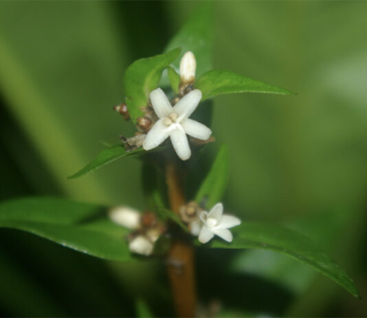 A Conchocarpus piranii foi encontrada em Ubatuba e Caraguatatuba, litoral do Estado de São Paulo – Foto: Milton Groppo/Jornal da USP