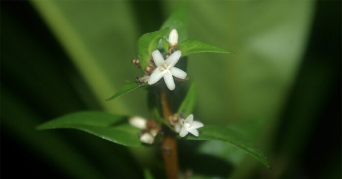 Nova Planta A Conchocarpus piranii foi encontrada em Ubatuba e Caraguatatuba, litoral do Estado de São Paulo – Foto: Milton Groppo/Jornal da USP