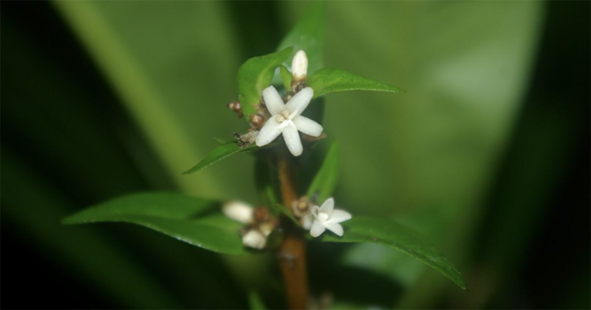 Nova espécie de planta é descoberta na Mata Atlântica