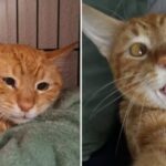 O gato Leer com carinha triste (esq.), antes da segunda adoção, e já bem mais alegre ((dir.) com o novo lar. Imagens - redes sociais