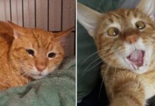 Gato rejeitado ganha novo lar e comove a web O gato Leer com carinha triste (esq.), antes da segunda adoção, e já bem mais alegre ((dir.) com o novo lar. Imagens - redes sociais