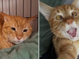 O gato Leer com carinha triste (esq.), antes da segunda adoção, e já bem mais alegre ((dir.) com o novo lar. Imagens - redes sociais