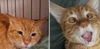 O gato Leer com carinha triste (esq.), antes da segunda adoção, e já bem mais alegre ((dir.) com o novo lar. Imagens - redes sociais