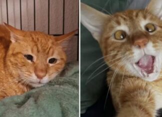 Gato rejeitado ganha novo lar e comove a web O gato Leer com carinha triste (esq.), antes da segunda adoção, e já bem mais alegre ((dir.) com o novo lar. Imagens - redes sociais