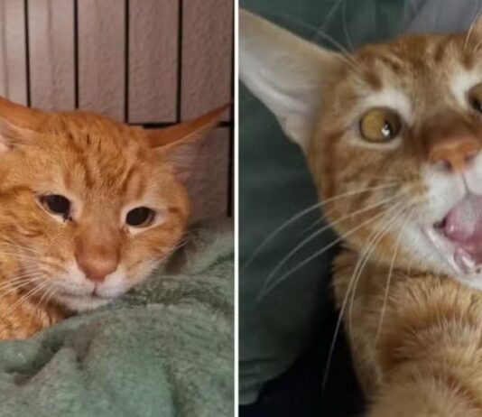 O gato Leer com carinha triste (esq.), antes da segunda adoção, e já bem mais alegre ((dir.) com o novo lar. Imagens - redes sociais