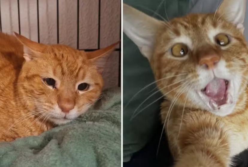 Gato rejeitado ganha novo lar e comove a web O gato Leer com carinha triste (esq.), antes da segunda adoção, e já bem mais alegre ((dir.) com o novo lar. Imagens - redes sociais
