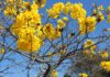 Flor de ipê não cai na poeira Ipês rosa, roxo, branco, amarelo, como o da foto, colorem as ruas de Belo Horizonte nesta época do ano. Foto - Pixabay