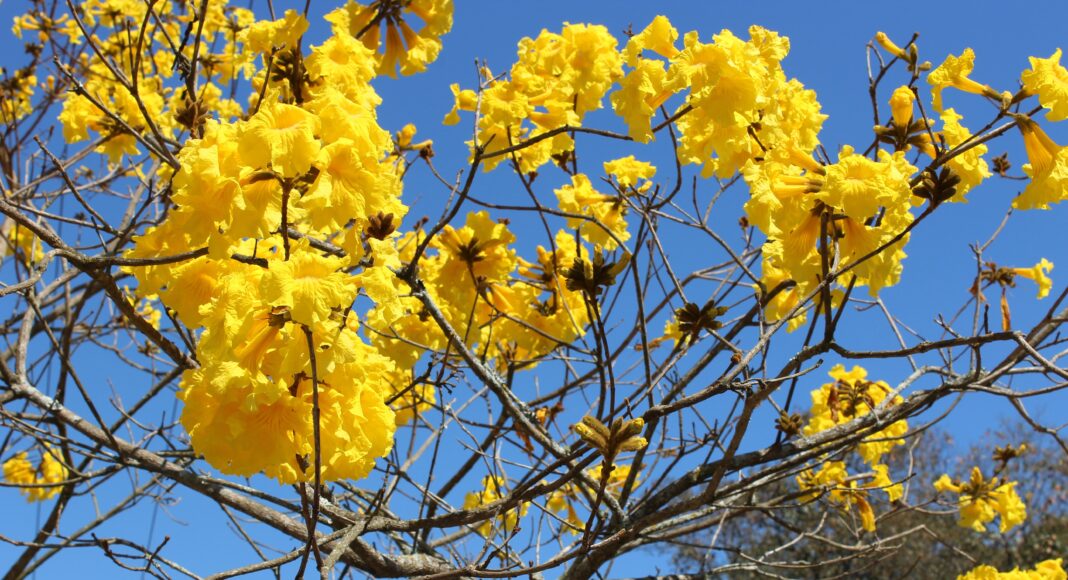 Flor de ipê não cai na poeira Ipês rosa, roxo, branco, amarelo, como o da foto, colorem as ruas de Belo Horizonte nesta época do ano. Foto - Pixabay