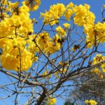 Flor de ipê não cai na poeira Ipês rosa, roxo, branco, amarelo, como o da foto, colorem as ruas de Belo Horizonte nesta época do ano. Foto - Pixabay