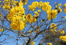 Flor de ipê não cai na poeira Ipês rosa, roxo, branco, amarelo, como o da foto, colorem as ruas de Belo Horizonte nesta época do ano. Foto - Pixabay