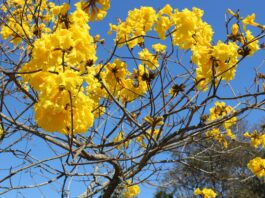 Ipês rosa, roxo, branco, amarelo, como o da foto, colorem as ruas de Belo Horizonte nesta época do ano. Foto - Pixabay