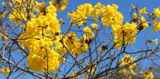 Ipês rosa, roxo, branco, amarelo, como o da foto, colorem as ruas de Belo Horizonte nesta época do ano. Foto - Pixabay