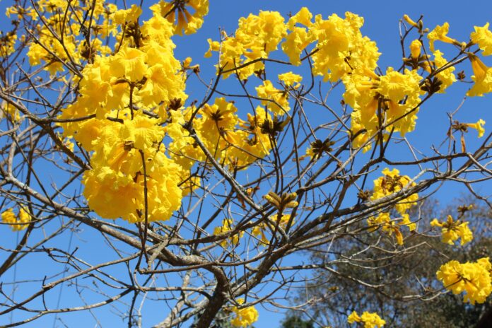 Ipês rosa, roxo, branco, amarelo, como o da foto, colorem as ruas de Belo Horizonte nesta época do ano. Foto - Pixabay